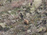 Isabell-Bär, eine Unterart des Braunbären