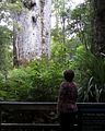 Te_Matua_Ngahere - gewaltiger Kauri-Baum im Waipoua Forest